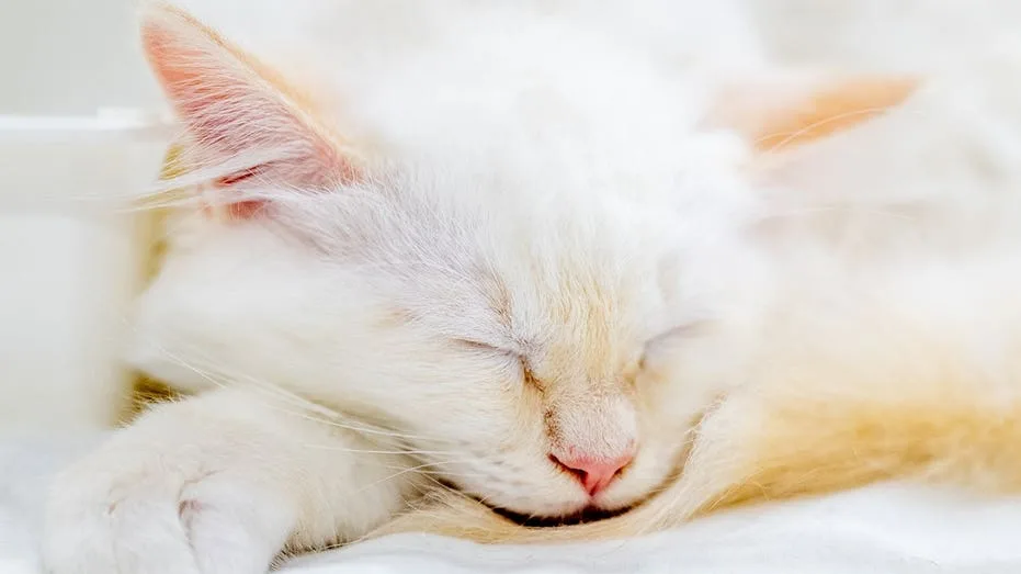 AI Photo-Matching Technology Reunites Family With Kitten After Under-Car Adventure